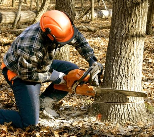 Tree Removal in Flushing, MI